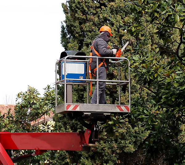 Workers' Comp for Tree Service Companie